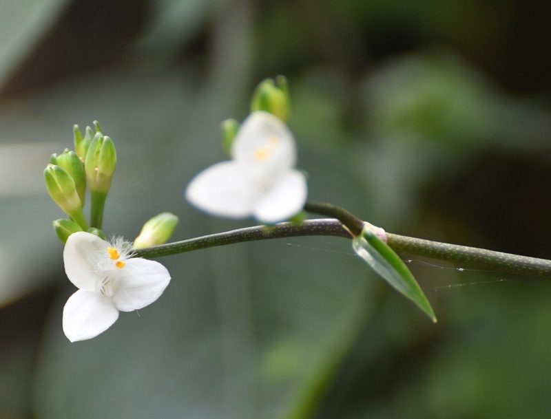 Tripogandra grandiflora, photographed by Neptalí Ramírez Marcial