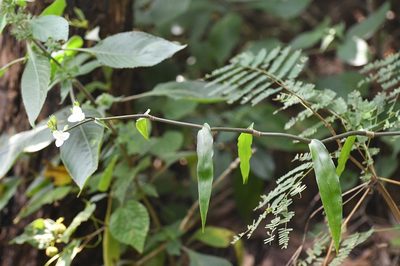 Tripogandra grandiflora, photographed by Neptalí Ramírez Marcial