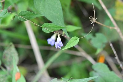 Ipomoea aristolochiifolia, photographed by Neptalí Ramírez Marcial
