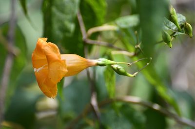 Ipomoea aurantiaca, photographed by Neptalí Ramírez Marcial