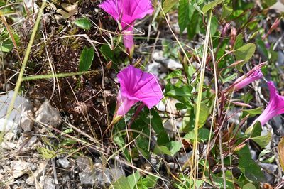 Ipomoea bernoulliana, photographed by Neptalí Ramírez Marcial