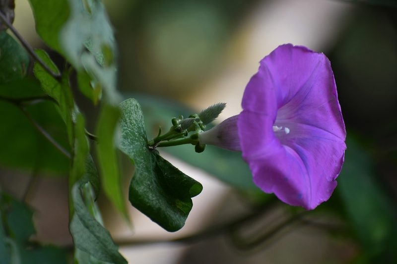 Ipomoea leucotricha, photographed by Neptalí Ramírez Marcial