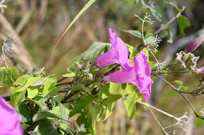 Ipomoea leucotricha, photographed by Neptalí Ramírez Marcial