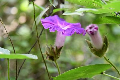 Ipomoea villifera, photographed by Neptalí Ramírez Marcial