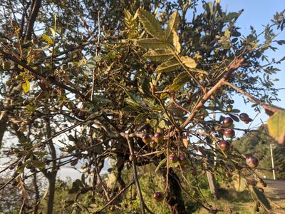 Bursera copallifera, photographed by Zoltán Stekkelpak