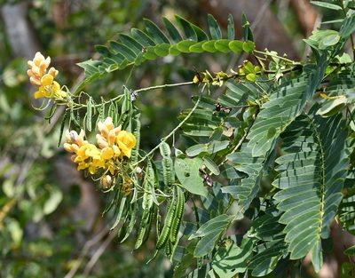 Senna nicaraguensis, photographed by Neptalí Ramírez Marcial