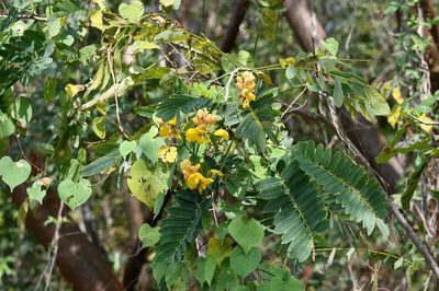 Senna nicaraguensis, photographed by Neptalí Ramírez Marcial