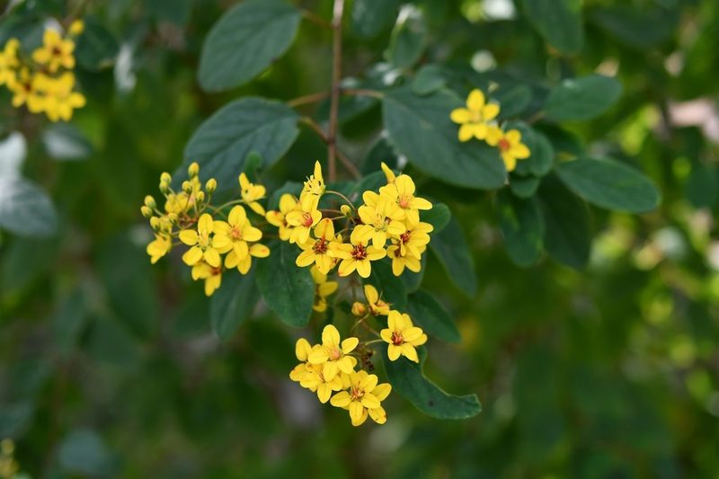 Galphimia speciosa, photographed by Neptalí Ramírez Marcial