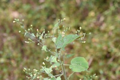 Bastardiastrum gracile, photographed by Neptalí Ramírez Marcial
