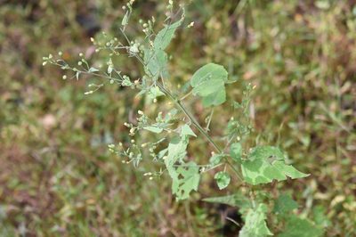 Bastardiastrum gracile, photographed by Neptalí Ramírez Marcial