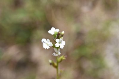 Buchnera pusilla, photographed by Neptalí Ramírez Marcial