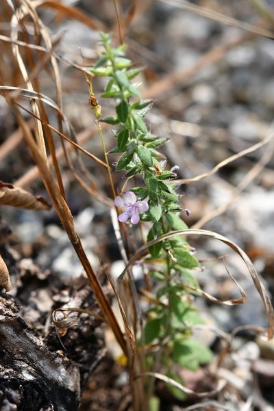 Loeselia pumila, photographed by Neptalí Ramírez Marcial