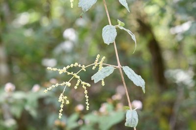 Sageretia elegans, photographed by Neptalí Ramírez Marcial