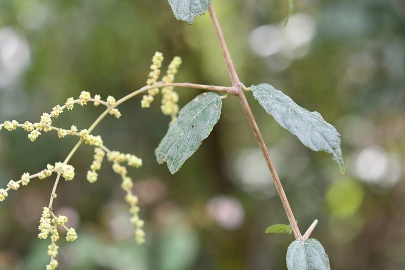 Sageretia elegans, photographed by Neptalí Ramírez Marcial