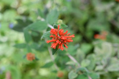 Bouvardia leiantha, photographed by Neptalí Ramírez Marcial