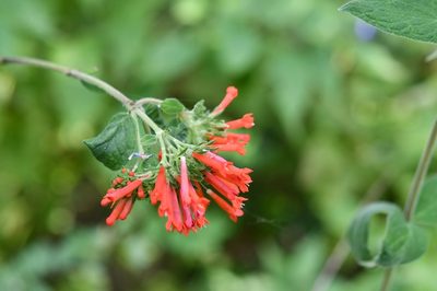 Bouvardia leiantha, photographed by Neptalí Ramírez Marcial