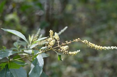 Buddleja americana, photographed by Neptalí Ramírez Marcial