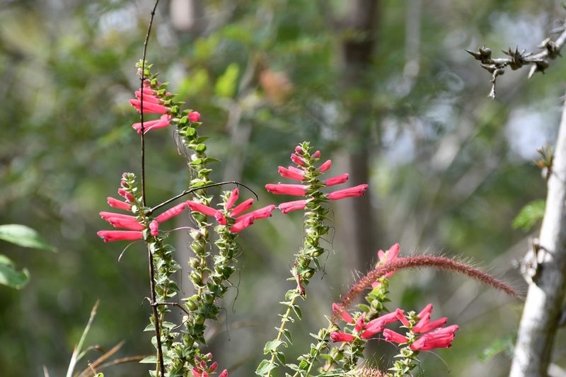 Lamourouxia viscosa, photographed by Neptalí Ramírez Marcial