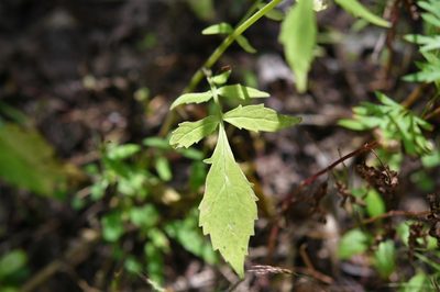 Valeriana sorbifolia, photographed by Neptalí Ramírez Marcial