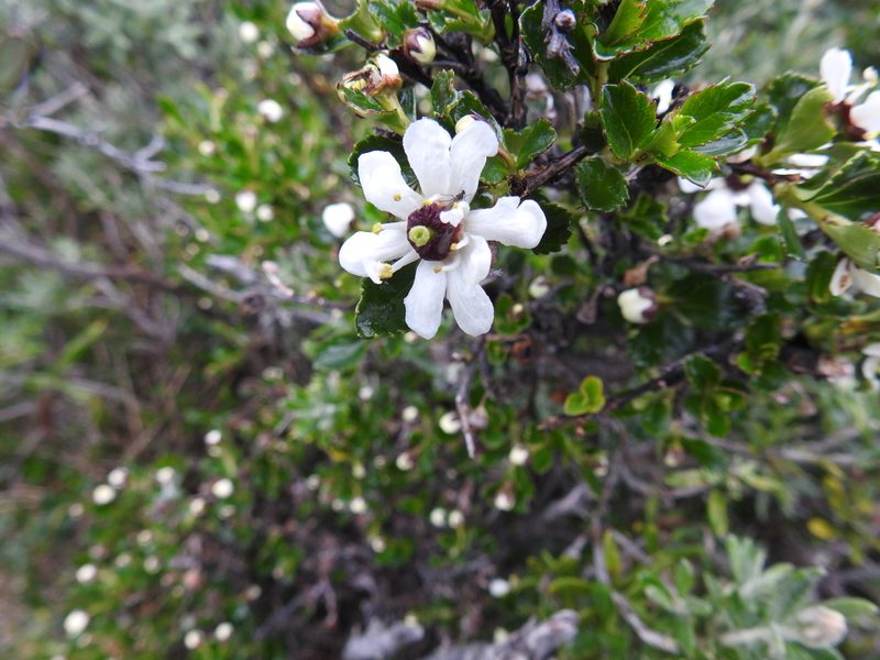 Escallonia serrata, photographed by María Regina Silva