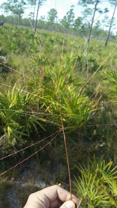 Gymnopogon chapmanianus, photographed by Jay Horn