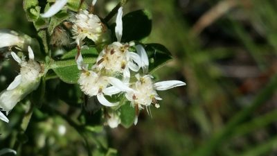 Sericocarpus tortifolius, photographed by Jay Horn