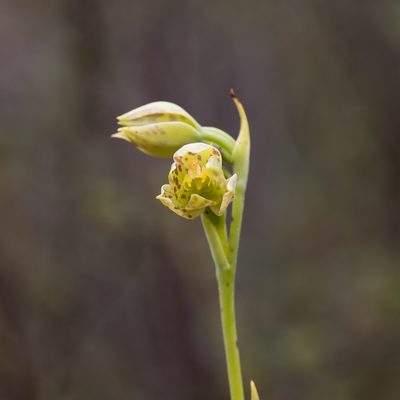 Thelymitra benthamiana, photographed by Kym Nicolson