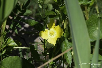 Ludwigia elegans, photographed by Luciano Massa