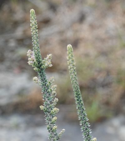 Mulguraea tridens, photographed by Paul Prior