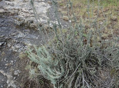 Mulguraea tridens, photographed by Paul Prior