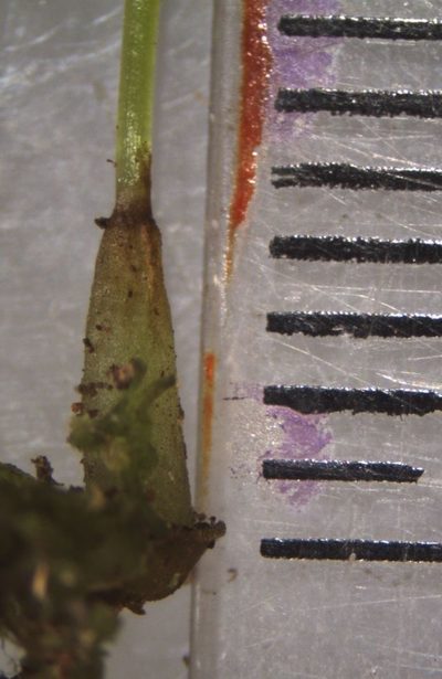 Megaceros flagellaris, photographed by John Steel