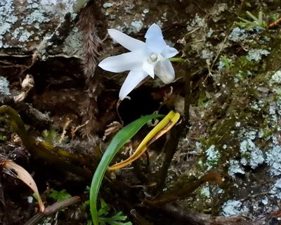 Dendrobium moniliforme, photographed by desertnaturalist