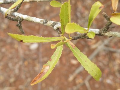 Elaeodendron transvaalense, photographed by Antoinette Eyssell Knox
