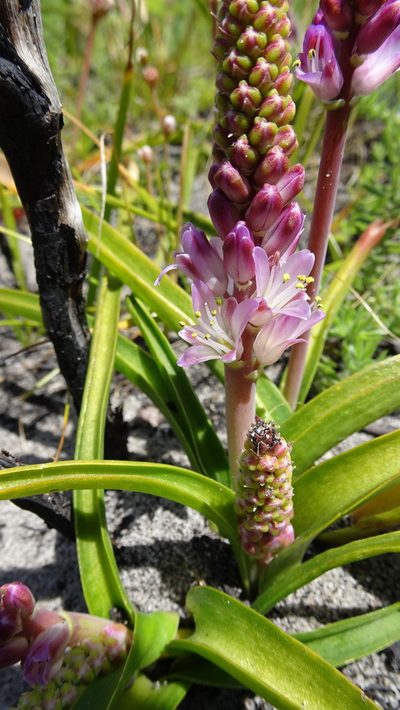 Lachenalia salteri, photographed by Paul Emms
