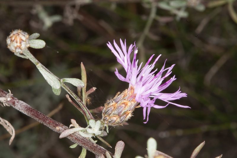 Centaurea aplolepa, photographed by Drepanostoma