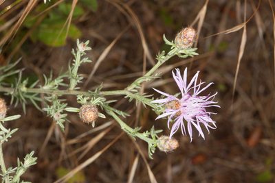 Centaurea kartschiana, photographed by Drepanostoma