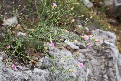 Centaurea kartschiana, photographed by Drepanostoma