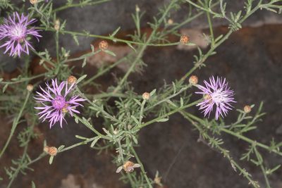 Centaurea kartschiana, photographed by Drepanostoma