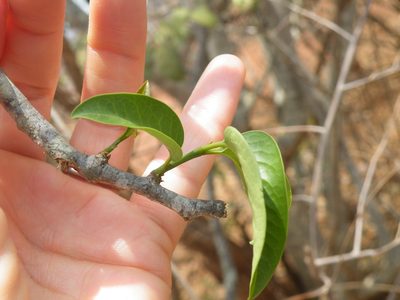 Olax dissitiflora, photographed by Antoinette Eyssell Knox