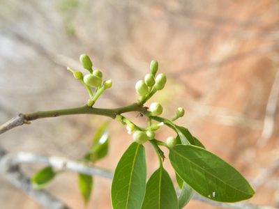 Olax dissitiflora, photographed by Antoinette Eyssell Knox
