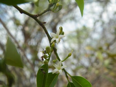 Olax dissitiflora, photographed by Antoinette Eyssell Knox