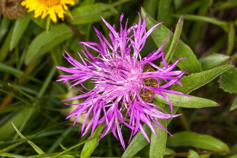 Centaurea rhaetica, photographed by Drepanostoma