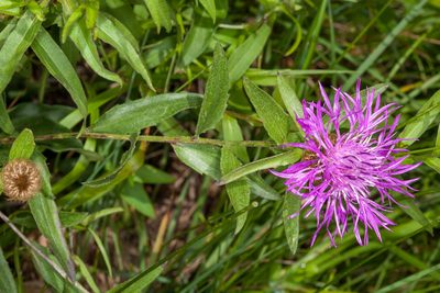 Centaurea rhaetica, photographed by Drepanostoma