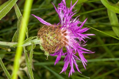 Centaurea rhaetica, photographed by Drepanostoma