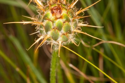Centaurea rupestris, photographed by Drepanostoma