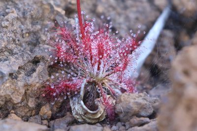 Drosera neocaledonica, photographed by Richard Fuller