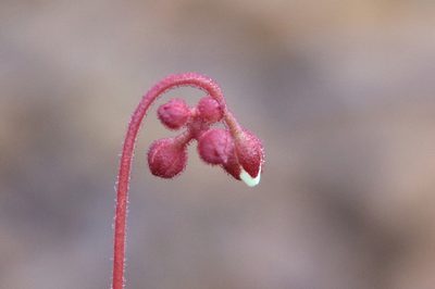 Drosera neocaledonica, photographed by Richard Fuller