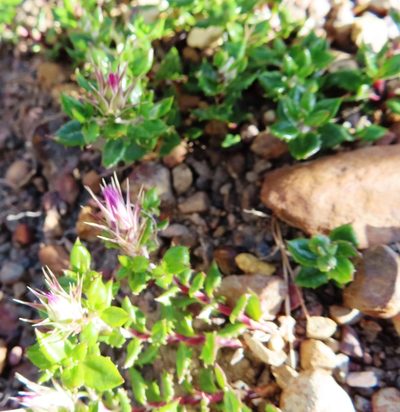 Macledium latifolium, photographed by linkie