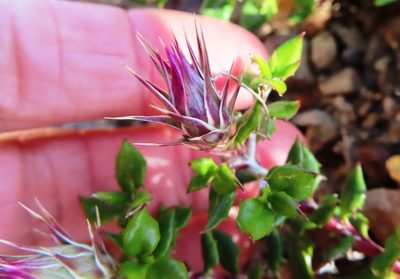 Macledium latifolium, photographed by linkie