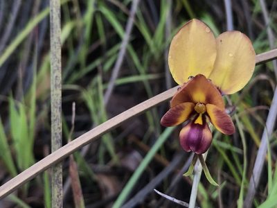 Diuris magnifica, photographed by Cal Wood
